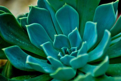 植物冠層分析儀有什么作用？