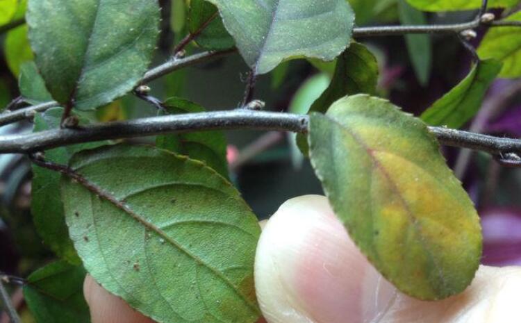 植物營(yíng)養(yǎng)診斷儀 植物營(yíng)養(yǎng)診斷儀