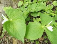 植物葉面積儀測量葉片的操作流程！