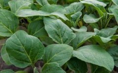 植物葉面積儀指導農(nóng)業(yè)生產(chǎn)