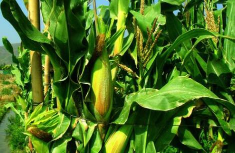 植物冠層分析儀 植物冠層分析儀