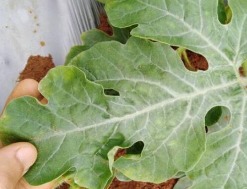 葉面積測量儀 葉面積測量儀