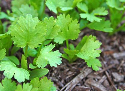 葉面積測(cè)量?jī)x 葉面積測(cè)量?jī)x