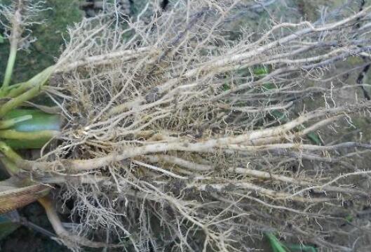 植物根系分析儀 植物根系分析儀