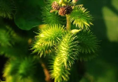 植物冠層分析儀 植物冠層分析儀