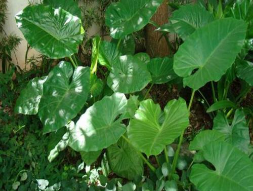 便攜式葉綠素檢測(cè)儀 便攜式葉綠素檢測(cè)儀