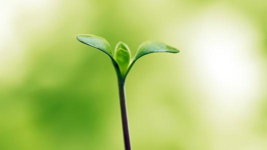 植物根系分析儀 植物根系分析儀