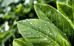 植物營養(yǎng)測(cè)定儀的使用有哪些好處?