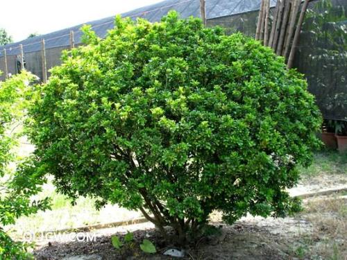 植物養(yǎng)分檢測(cè)儀 植物養(yǎng)分檢測(cè)儀