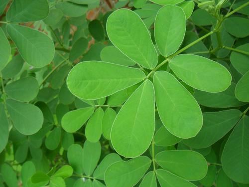 植物葉綠素檢測儀 植物葉綠素檢測儀