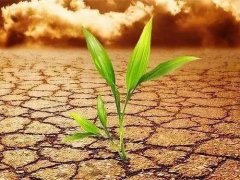 葉面積測定儀會不會破壞植物葉片？