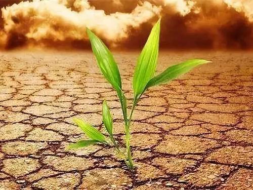 葉面積測(cè)定儀 葉面積測(cè)定儀